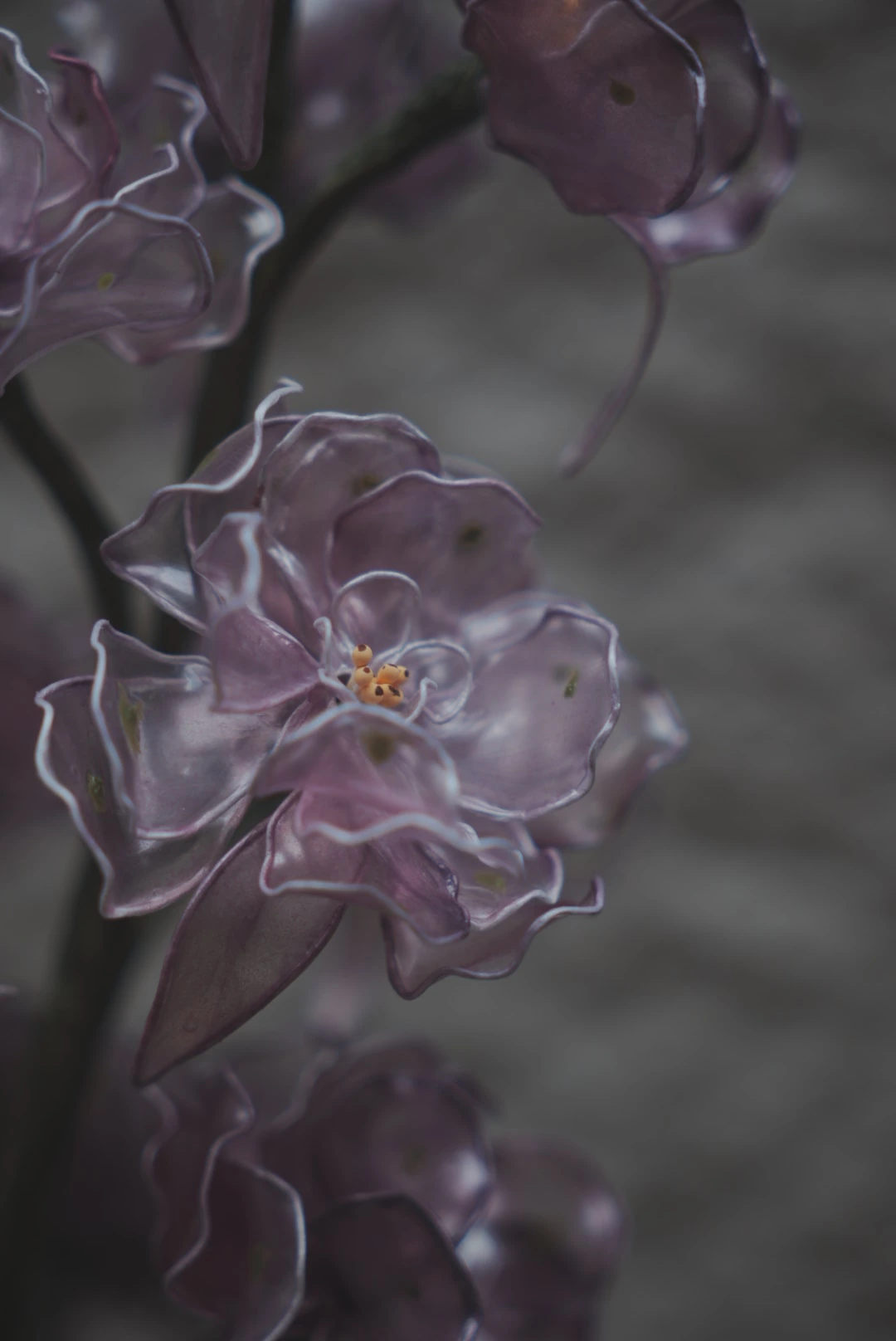 淡紫色透明花瓣與淺黃花蕊的近景