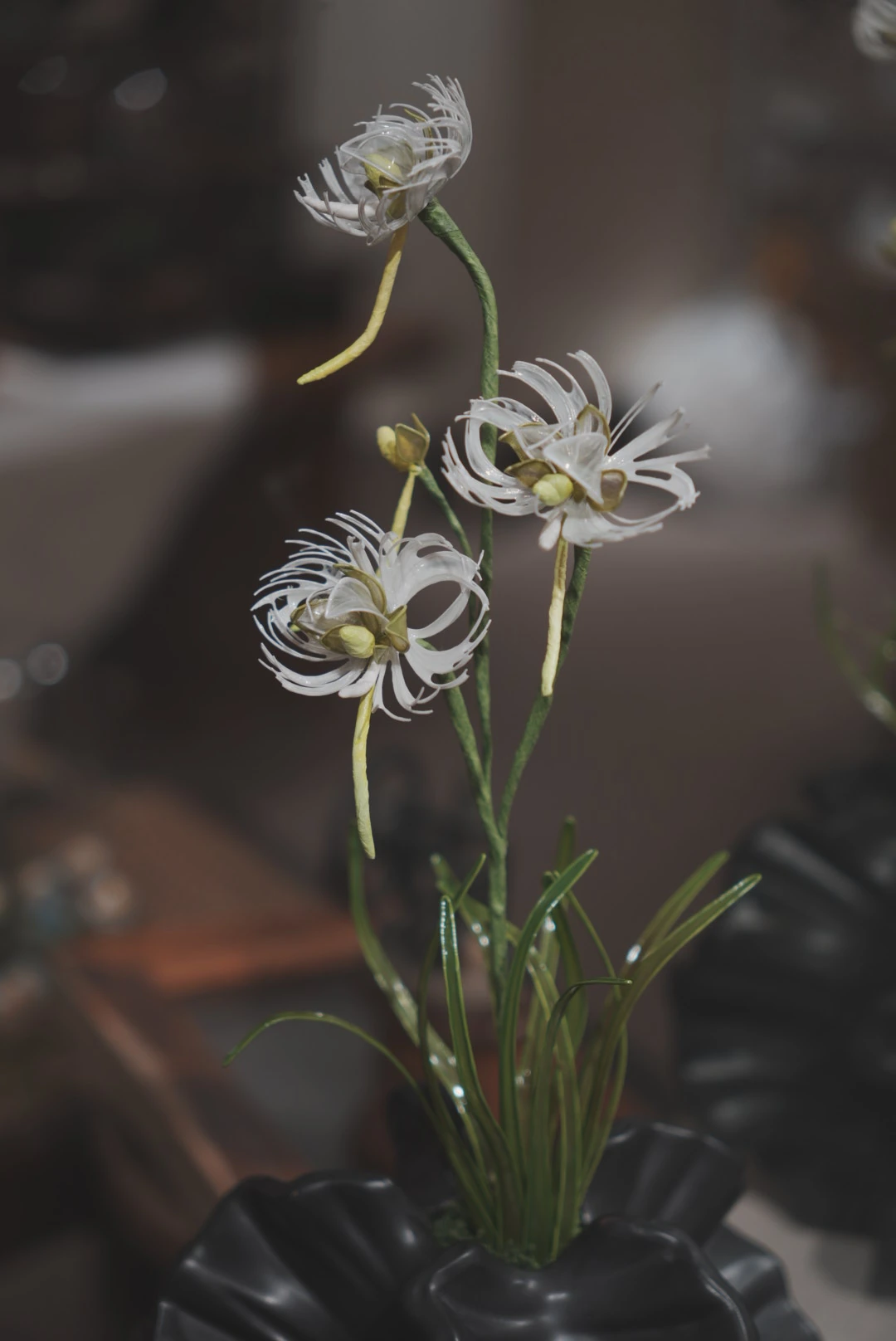 白色細絲捲瓣花與細長綠莖