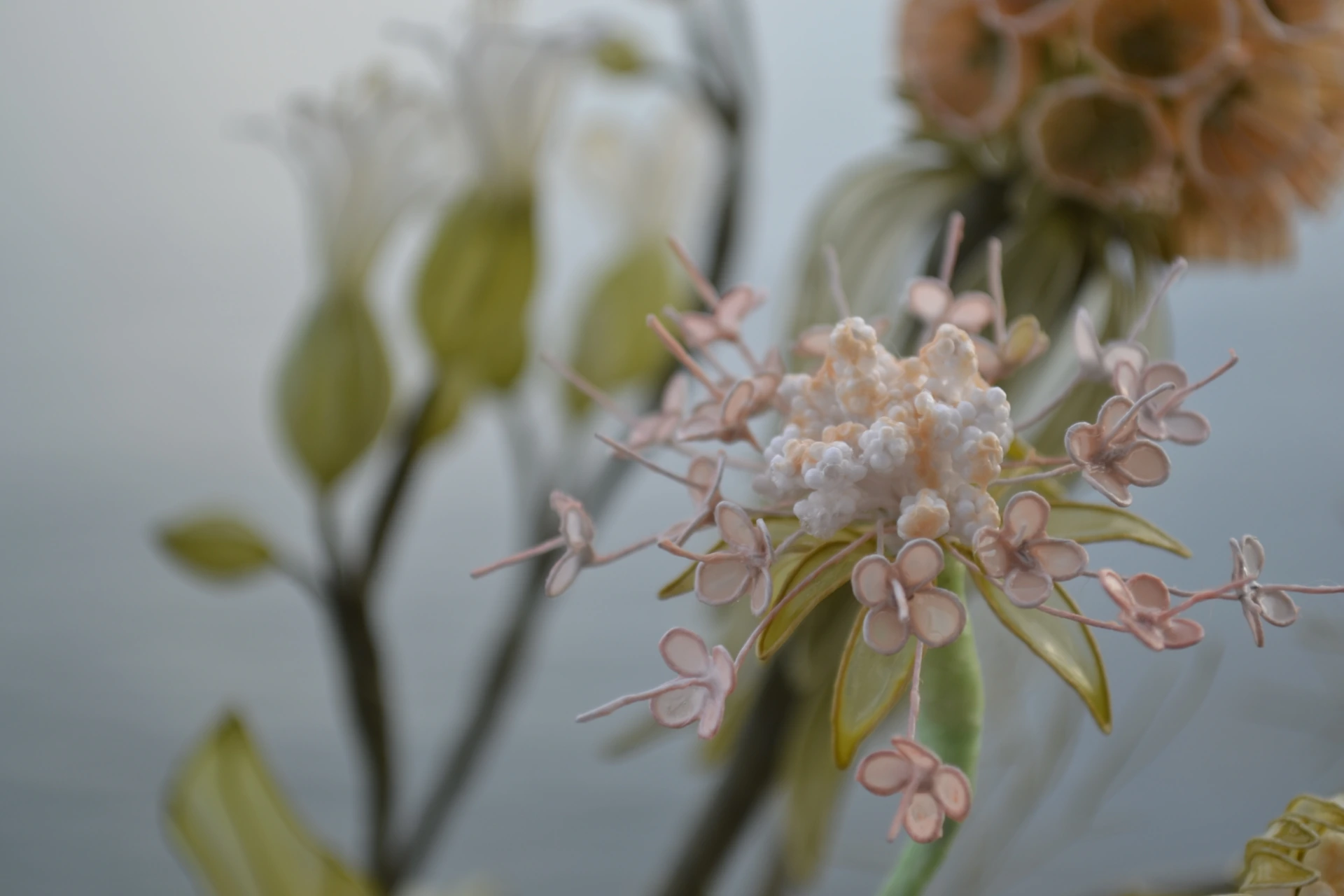 粉白小花向外舒展的花簇